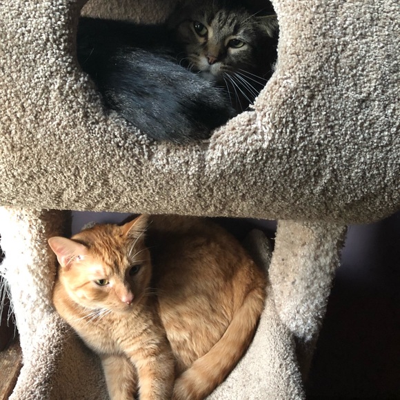 Meet your Posher, Faith - Picture 3 of 3